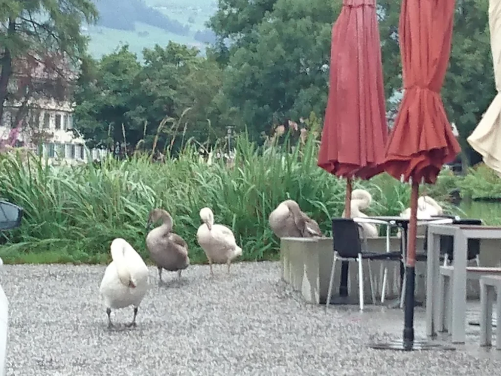 Schwäne auf Besuch